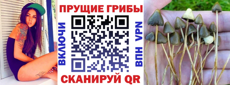 Псилоцибиновые грибы Psilocybine cubensis  Лесной 